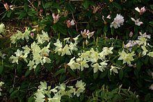 Rhododendron keiskei httpsuploadwikimediaorgwikipediacommonsthu