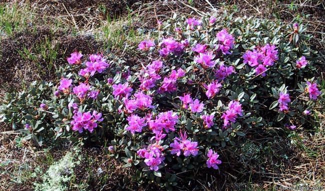 Rhododendron lapponicum Rhododendron lapponicum Lapland Rosebay Plants for Rock Gardens