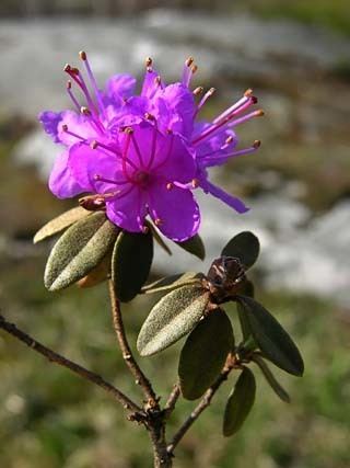 Rhododendron lapponicum Lapland Rhododendron Rhododendron lapponicum Flowers NatureGate