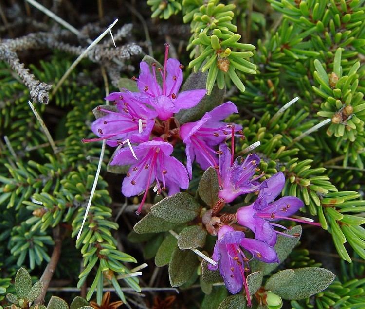 Rhododendron lapponicum Rhododendron lapponicum Lapland rosebay Go Botany