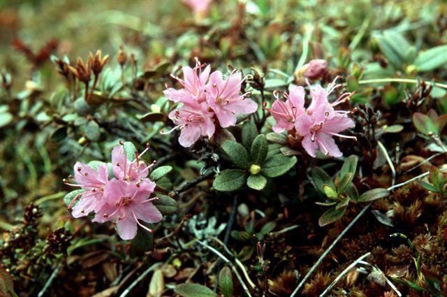 Rhododendron lapponicum Lapland Rosebay Rhododendron lapponicum Biopix photoimage 77626