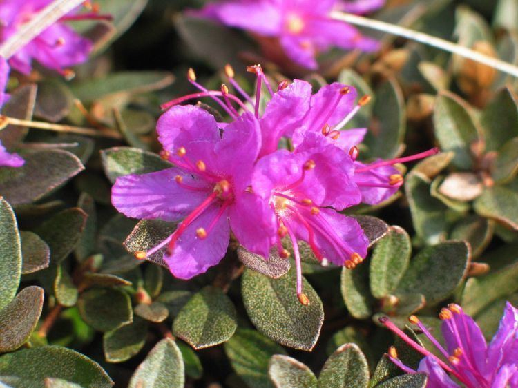 Rhododendron lapponicum Image Rhododendron lapponicum Lapland Rosebay BioLibcz