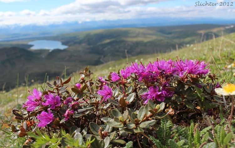 Rhododendron lapponicum Rosebay Lapland Rosebay Rhododendron lapponicum Synonym Azalea