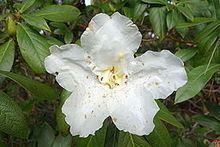 Rhododendron liliiflorum httpsuploadwikimediaorgwikipediacommonsthu