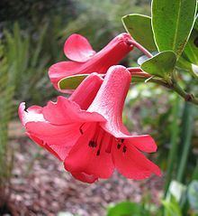 Rhododendron lochiae httpsuploadwikimediaorgwikipediacommonsthu