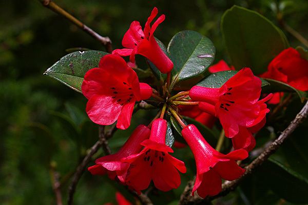 Rhododendron lochiae lochiae