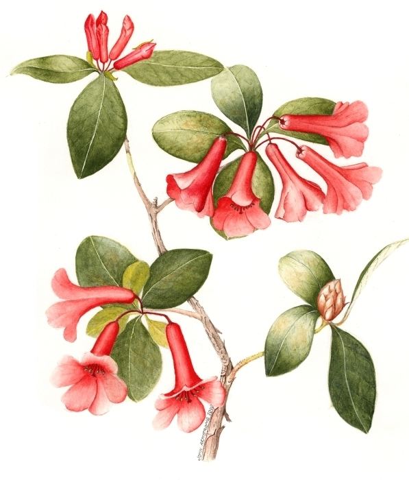 Rhododendron lochiae Rhododendron lochiae watercolour painting by John Armstrong 2000