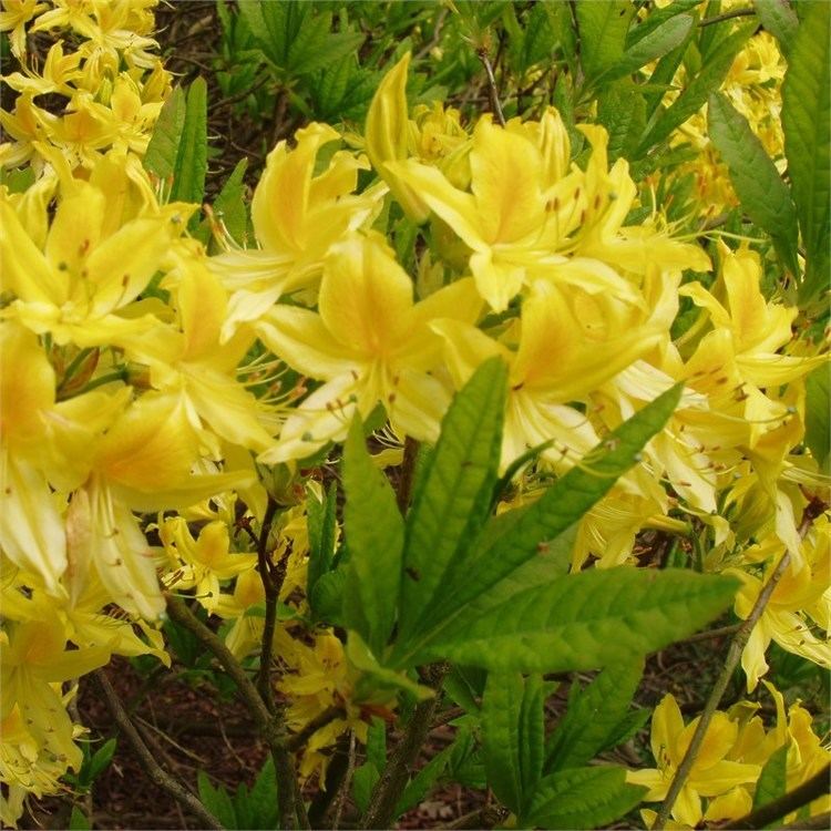 Rhododendron luteum luteum Deciduous Azalea Buy Rhododendron luteum AGM online