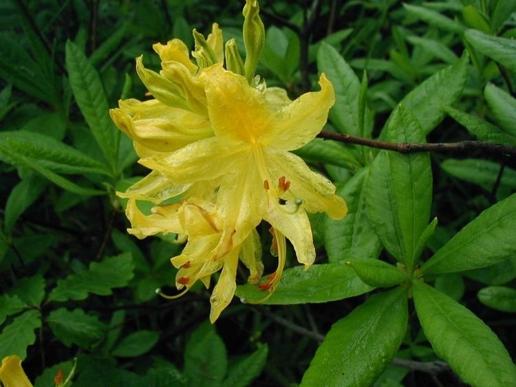 Rhododendron luteum FileRhododendronluteumclosejpg Wikimedia Commons