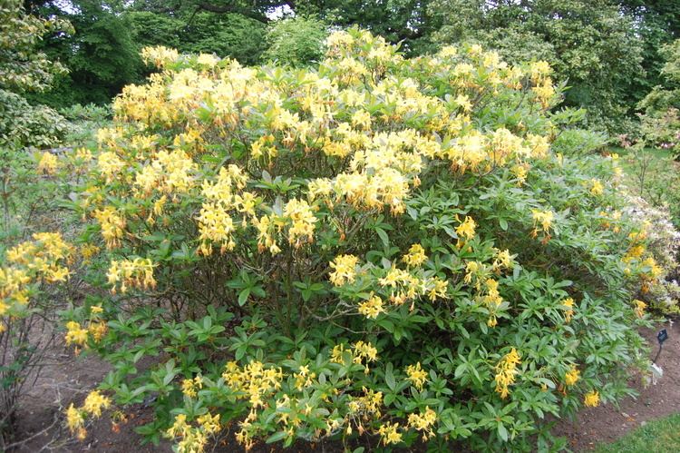 Rhododendron luteum Rhododendron luteum landscape architect39s pages