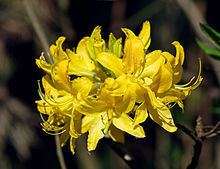 Rhododendron luteum httpsuploadwikimediaorgwikipediacommonsthu