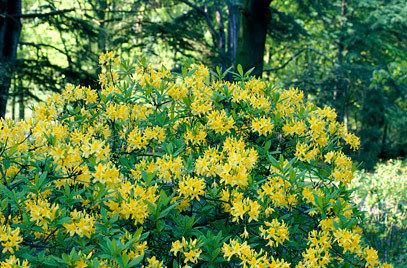Rhododendron luteum Rhododendron luteum A yellow azaleaRHS Gardening