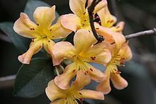 Rhododendron macgregoriae httpsuploadwikimediaorgwikipediacommonsthu