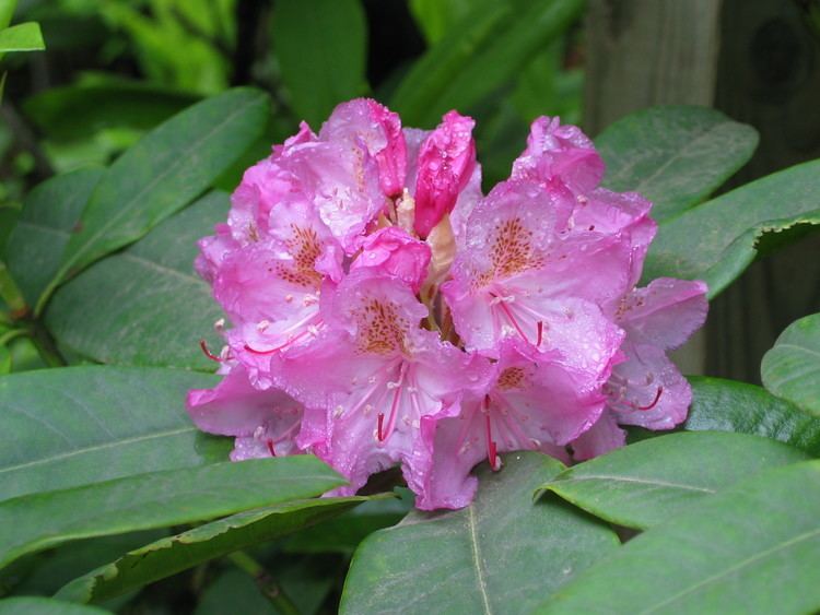 Rhododendron macrophyllum FileRhododendron macrophyllumJPG Wikimedia Commons