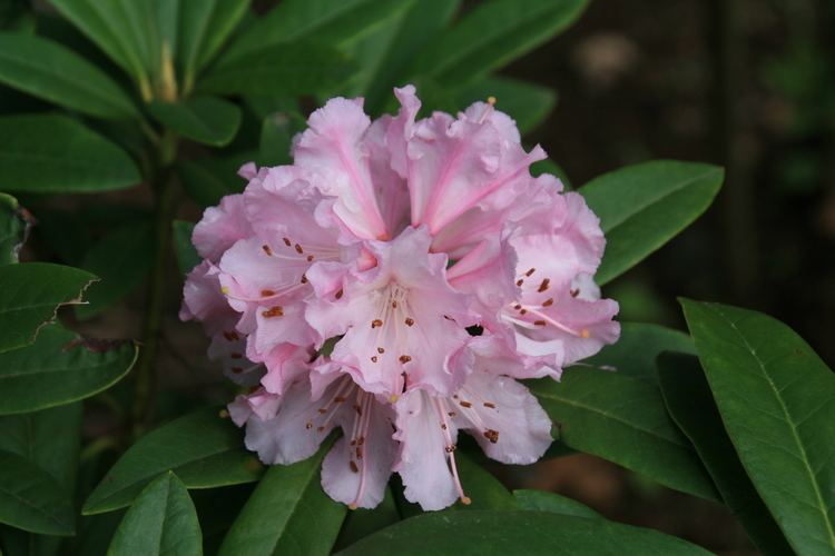 Rhododendron macrophyllum The Wild Garden Hansen39s Northwest Native Plant Database