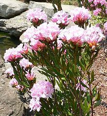 Rhododendron minus var. chapmanii httpsuploadwikimediaorgwikipediacommonsthu
