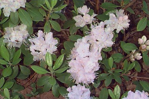 Rhododendron minus var. minus hortuconneduplantPhotosrhocar08jpg