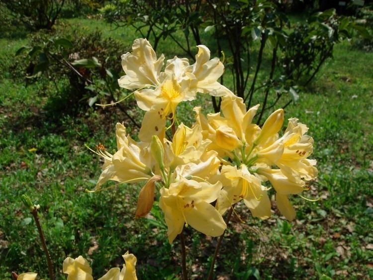 Rhododendron molle Rhododendron molle G Don subsp japonicum A Gray K Kron forma