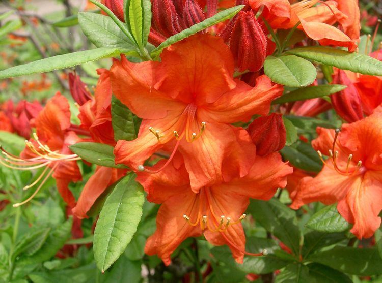 Rhododendron molle FileRhododendron molle subsp japonicum2jpg Wikimedia Commons