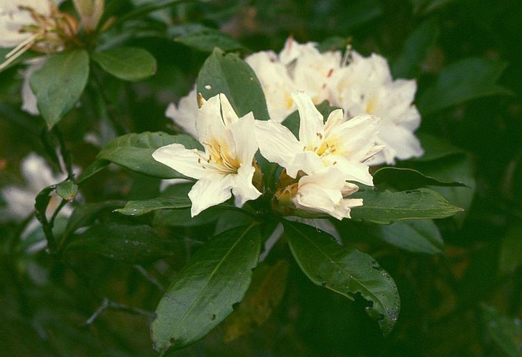 Rhododendron moulmainense httpsuploadwikimediaorgwikipediacommons55