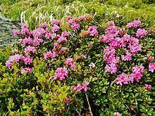 Rhododendron myrtifolium httpsuploadwikimediaorgwikipediacommonsthu