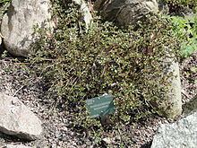Rhododendron nakaharae httpsuploadwikimediaorgwikipediacommonsthu