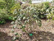 Rhododendron niveum httpsuploadwikimediaorgwikipediacommonsthu