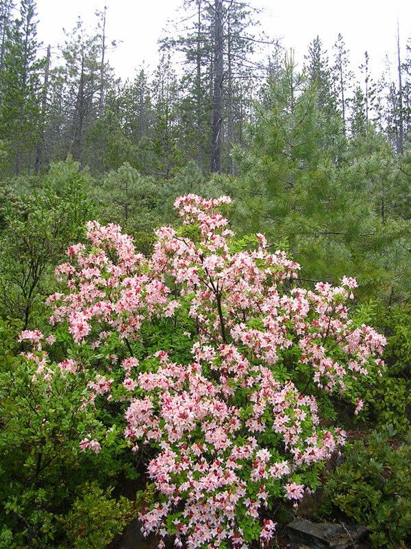 Rhododendron occidentale httpswwwfsfeduswildflowersplantofthewee
