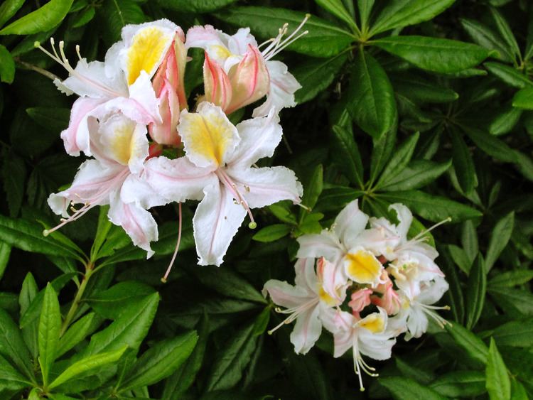 Rhododendron occidentale FileRhododendron occidentalejpg Wikimedia Commons