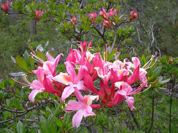 Rhododendron occidentale Western Azalea
