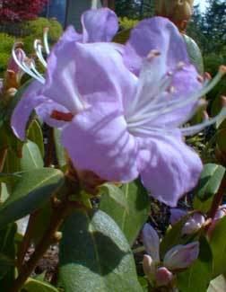 Rhododendron oreotrephes Paghat39s Garden Rhododendron oreotrephes