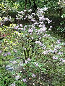 Rhododendron oreotrephes httpsuploadwikimediaorgwikipediacommonsthu