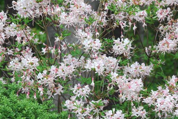 Rhododendron periclymenoides Rhododendron periclymenoides pink azalea pinxterbloom azalea Go