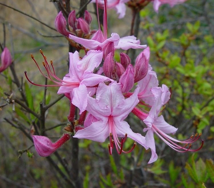 Rhododendron periclymenoides httpsnewfss3amazonawscomtaxonimages1000s1