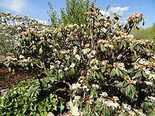 Rhododendron phaeochrysum httpsuploadwikimediaorgwikipediacommonsthu