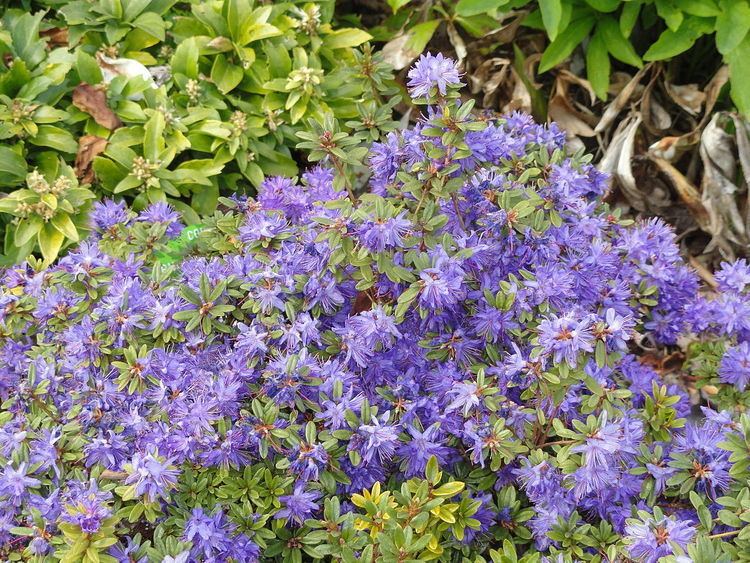 Rhododendron polycladum