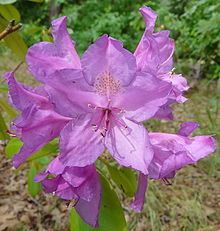 Rhododendron ponticum httpsuploadwikimediaorgwikipediacommonsthu
