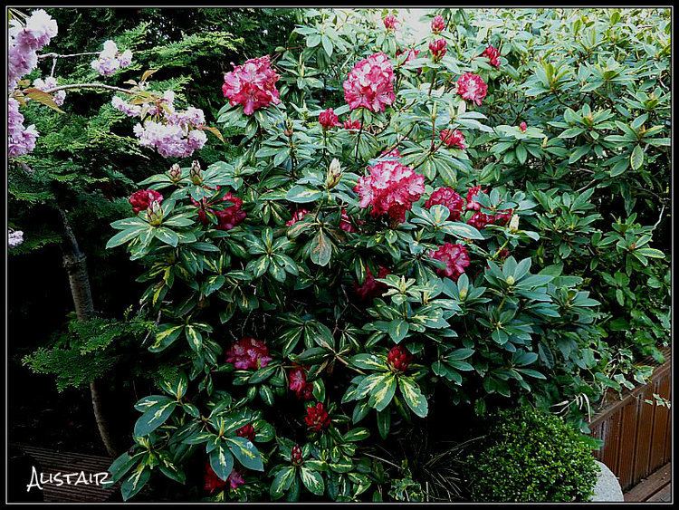 Rhododendron 'President Roosevelt' Rhododendron President Roosevelt with outstanding variegated foliage