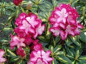 Rhododendron 'President Roosevelt' Catalogue See the range we grow over the year