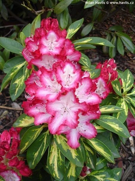 Rhododendron 'President Roosevelt' Rhododendron 39PRESIDENT ROOSEVELT39 Havliscz