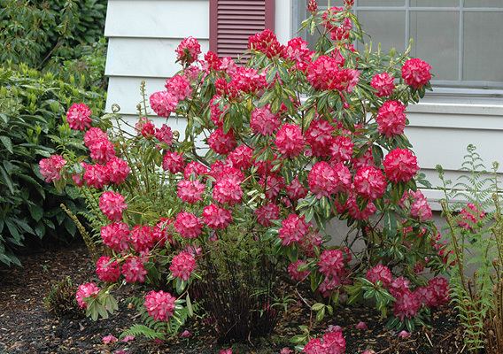 Rhododendron 'President Roosevelt' Rhododendron 39President Roosevelt39 Landscape Plants Oregon State