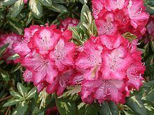 Rhododendron 'President Roosevelt' httpsuploadwikimediaorgwikipediacommonsthu