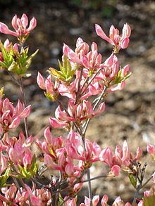 Rhododendron prinophyllum httpsuploadwikimediaorgwikipediacommonsthu