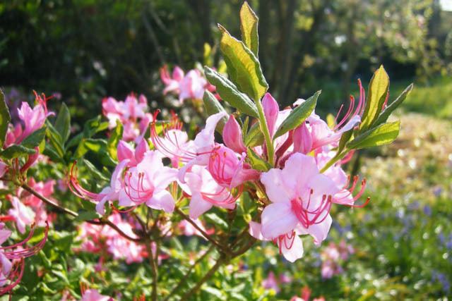 Rhododendron prinophyllum Rhododendron prinophyllum Roseshell Azalea