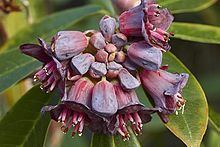 Rhododendron pruniflorum httpsuploadwikimediaorgwikipediacommonsthu