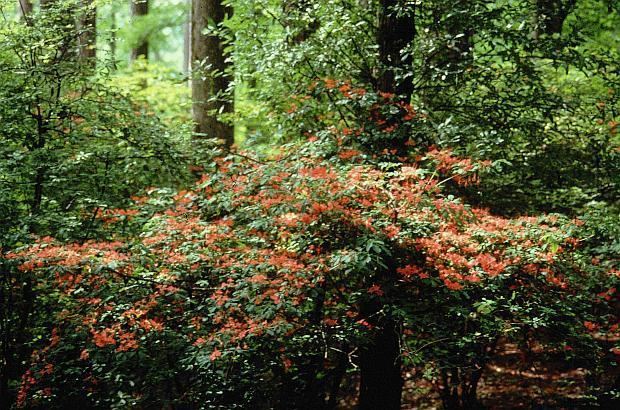 Rhododendron prunifolium Native Azaleas Rhododendron prunifolium