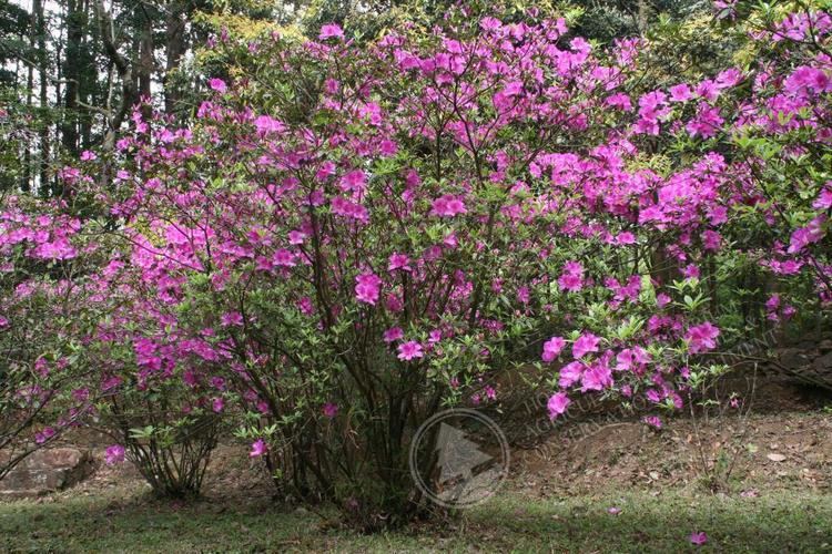 Rhododendron pulchrum Hong Kong HerbariumHK Plant DatabaseRhododendron pulchrum Sweet