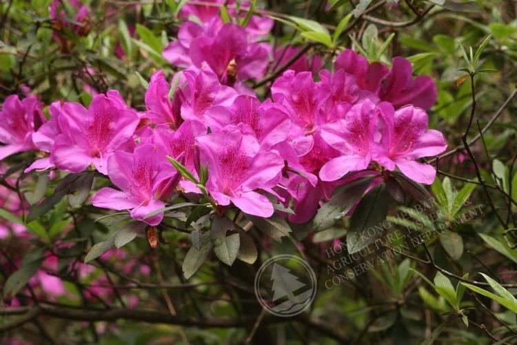 Rhododendron pulchrum Hong Kong HerbariumHK Plant DatabaseRhododendron pulchrum Sweet