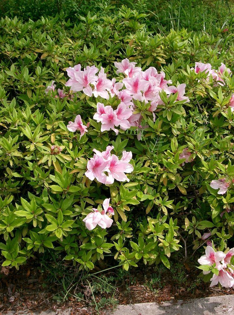 Rhododendron pulchrum FileRhododendron x pulchrum5jpg Wikimedia Commons