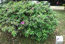 Rhododendron pulchrum httpsuploadwikimediaorgwikipediacommonsthu